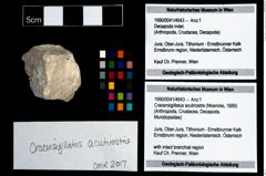 Foto (Objekt + Etikett) von Cracensigillatus acutirostris (Moericke, 1889)  (NHMW-GEO-1990-0041-4643)